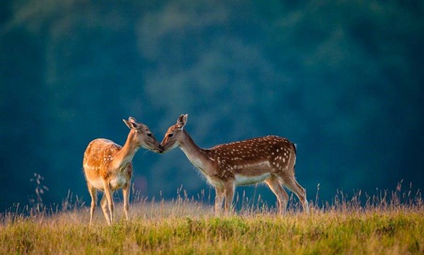 白羊女座和雙子座配嗎合適嗎