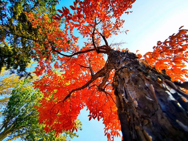 白羊座會得善終嗎男生
