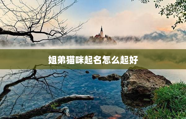 2姐弟貓咪起名怎么起好