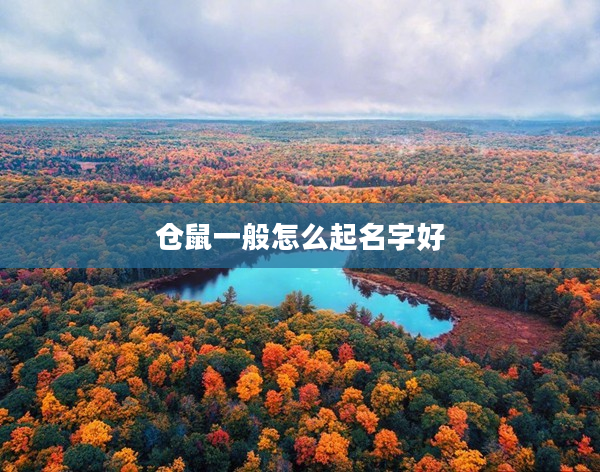 2倉鼠一般怎么起名字好