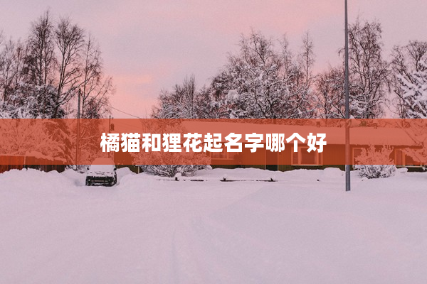 橘貓和貍花起名字哪個(gè)好