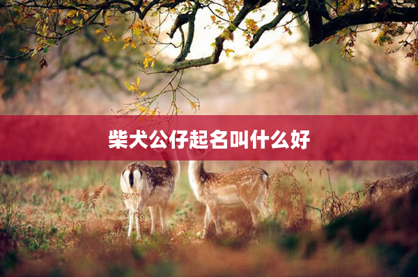 2柴犬公仔起名叫什么好