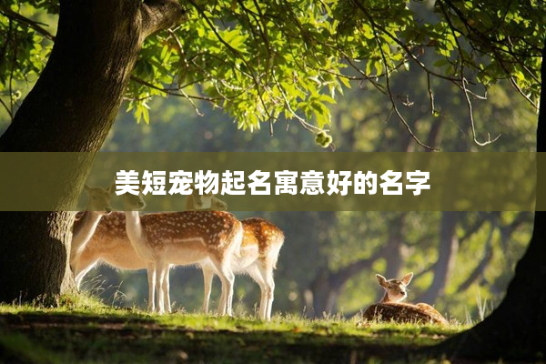 2美短寵物起名寓意好的名字