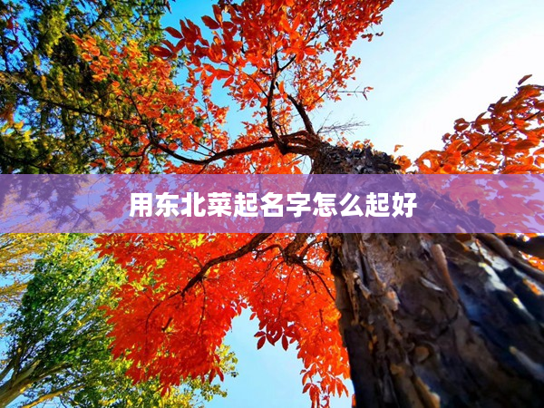 2用東北菜起名字怎么起好