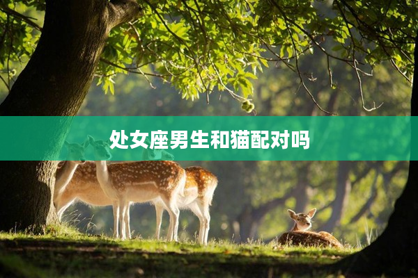 處女座男生和貓配對嗎