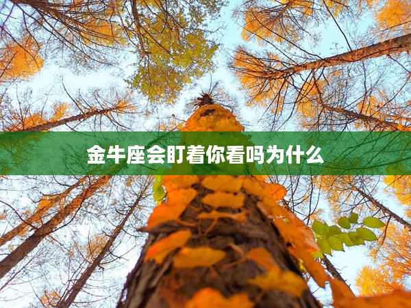 金牛座會盯著你看嗎為什么