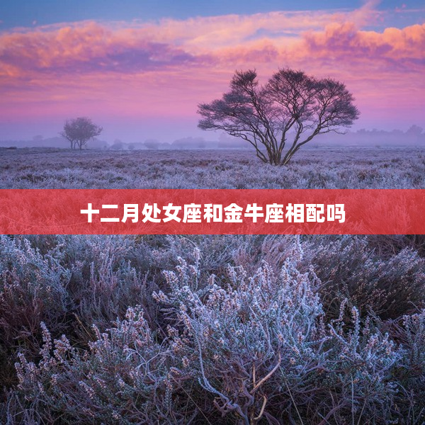 十二月處女座和金牛座相配嗎