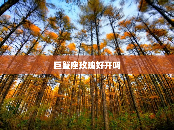 巨蟹座玫瑰好開嗎